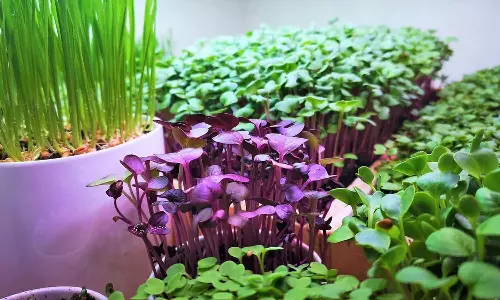 Micro Greens