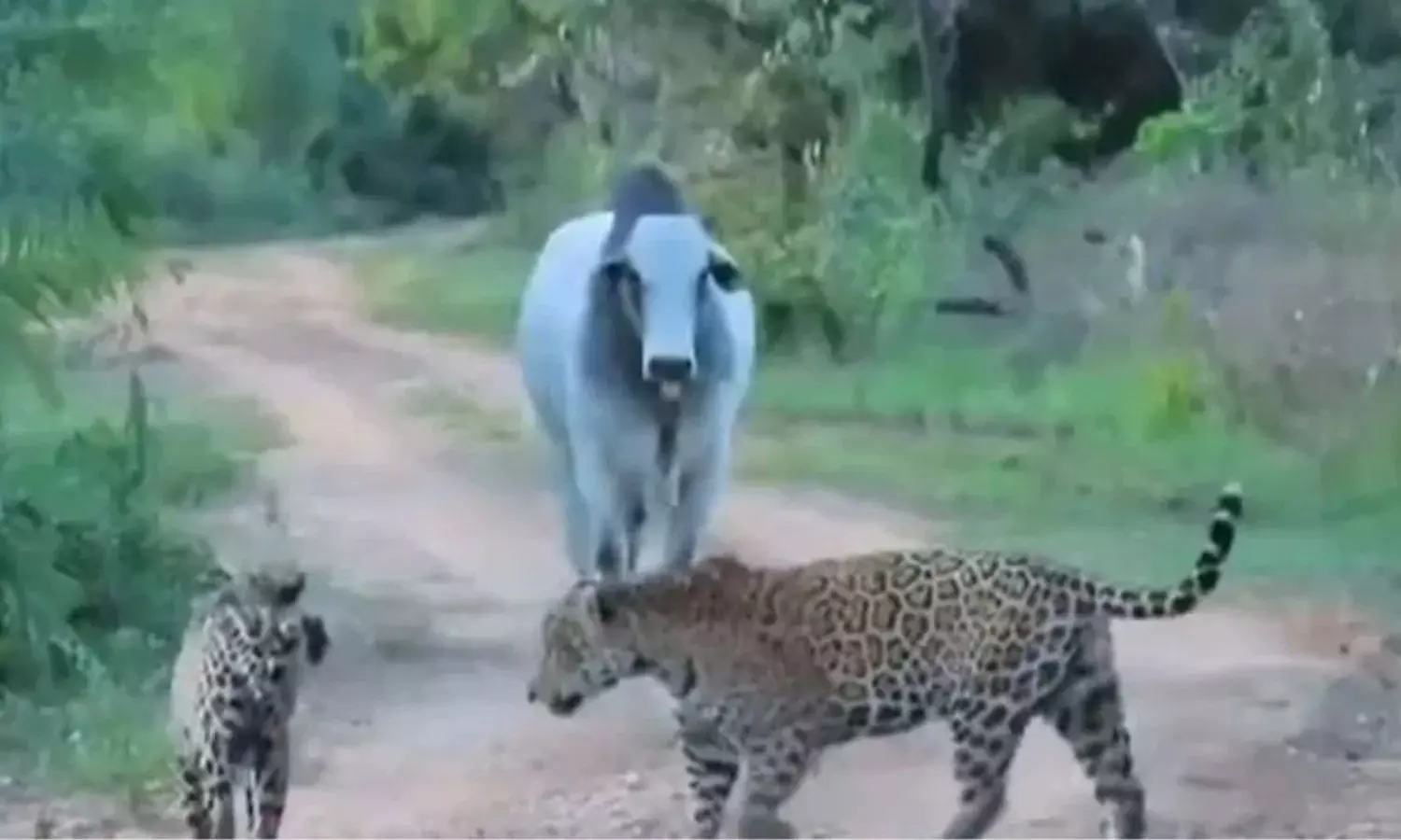 Viral Video Jaguars Running Away in Fear After Seeing Bull