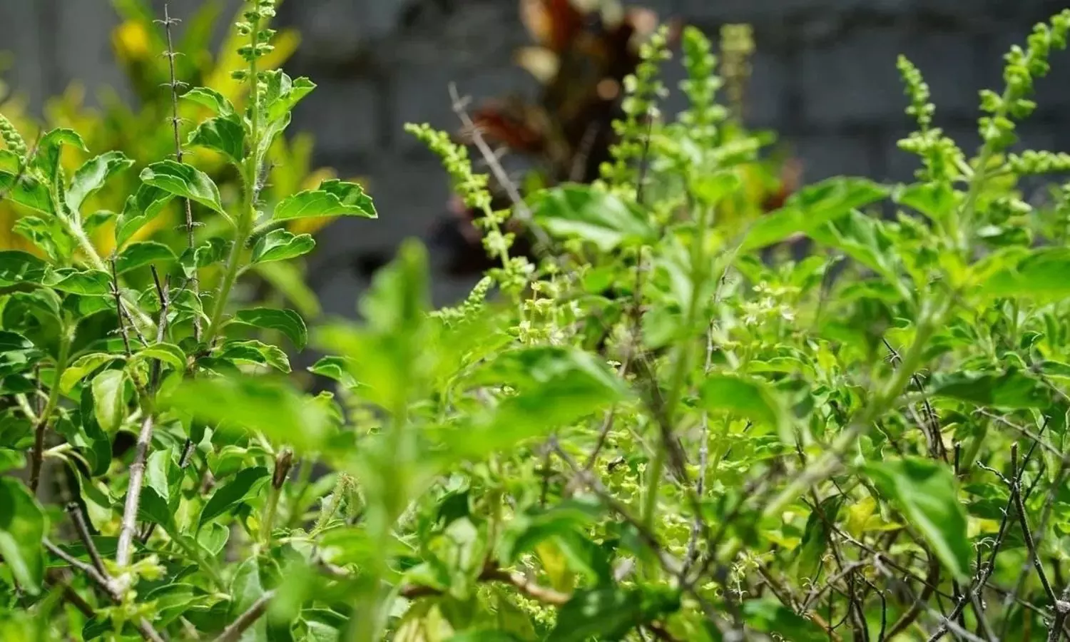 Grow These 5 Plants at Home Amazing Benefits for Your Skin Health Grow These 5 Plants at Home Amazing Benefits for Your Skin Health