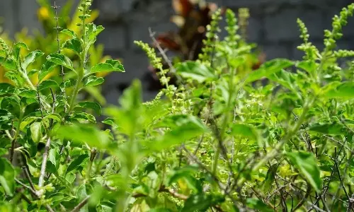 Grow These 5 Plants at Home Amazing Benefits for Your Skin Health