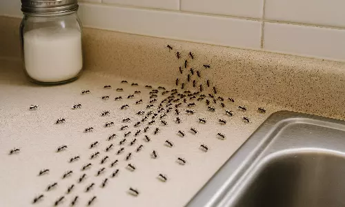 Kitchen Care Kitchen Care