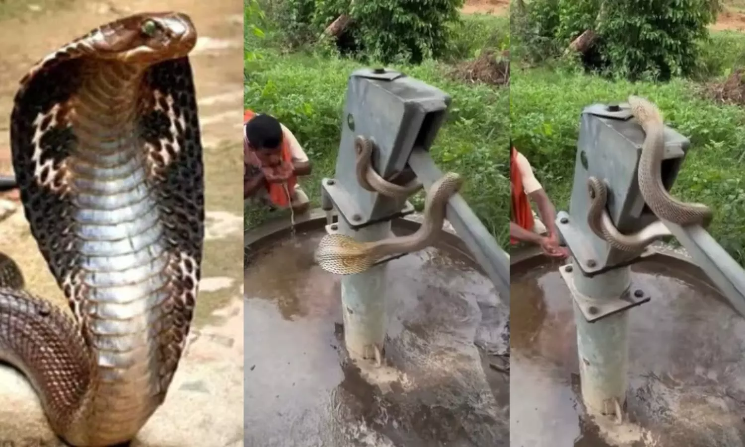 Viral Video: ఇదెక్కడి విడ్డూరం.. పడగ విప్పి మరీ తోకతో బోరింగ్ కొడుతున్న నాగు పాము..