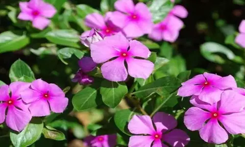 Periwinkle Billa Ganneru Medicinal Benefits Telugu