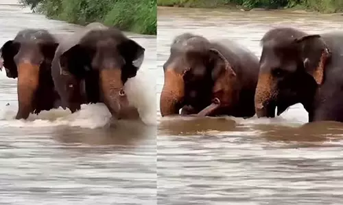 Viral Video Viral Video