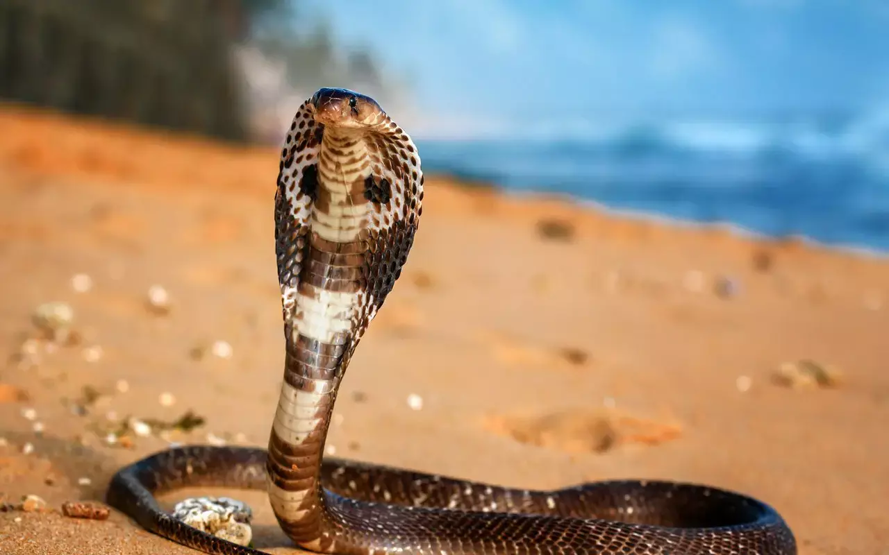 Snake Bite: పాము కాటేసినప్పుడు అస్సలు ఇవి చేయొద్దు – ప్రాణాలకు ముప్పు తప్పదు! Snake Bite: పాము కాటేసినప్పుడు అస్సలు ఇవి చేయొద్దు – ప్రాణాలకు ముప్పు తప్పదు!