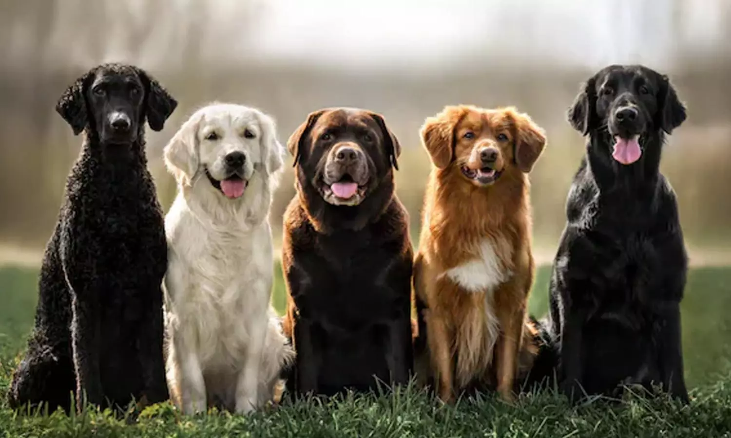 Pet dog Pet dog
