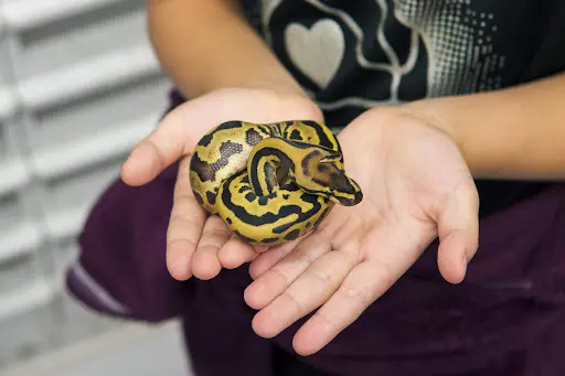 Ball Python: పెంచుకోవడానికి బెస్ట్ పాము ఇదే! Ball Python: పెంచుకోవడానికి బెస్ట్ పాము ఇదే!
