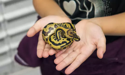 Ball Python: పెంచుకోవడానికి బెస్ట్ పాము ఇదే!