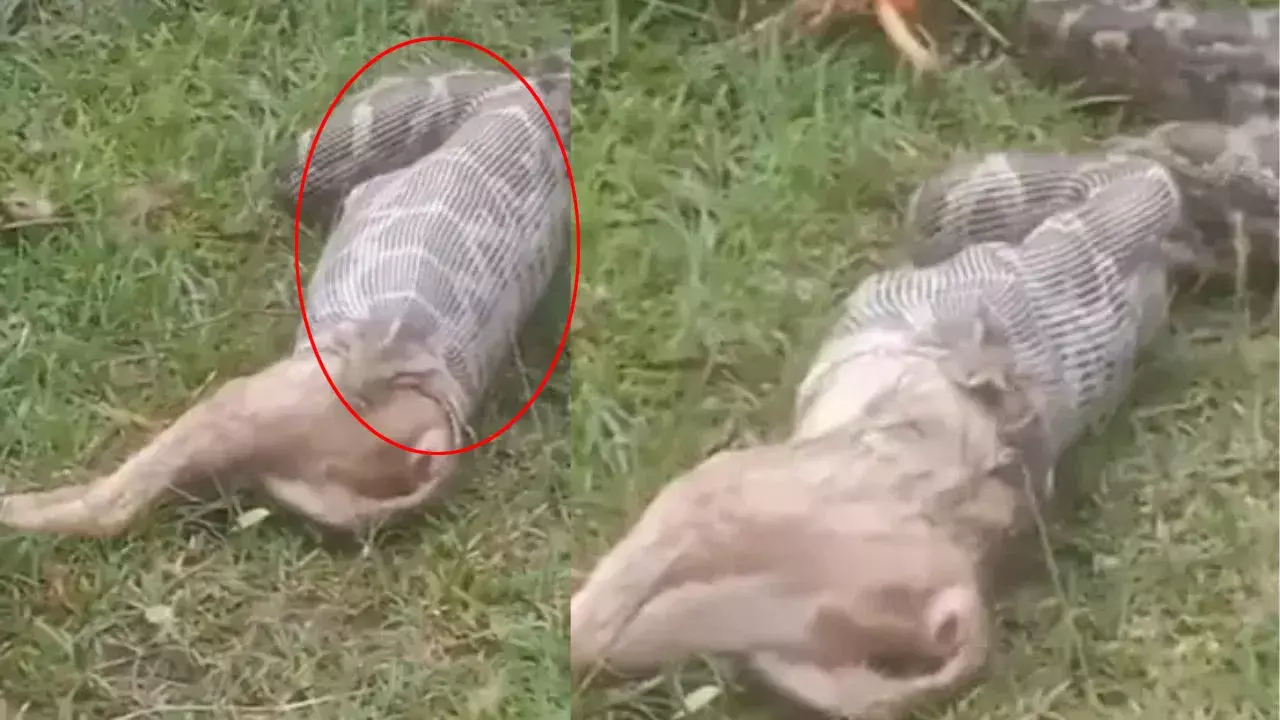 Viral Video: ఉబ్బిన పొట్టతో కదులుతున్న కొండచిలువ.. కాసేపటికి ఏం చేశిందో చూస్తే షాక్! Viral Video: ఉబ్బిన పొట్టతో కదులుతున్న కొండచిలువ.. కాసేపటికి ఏం చేశిందో చూస్తే షాక్!