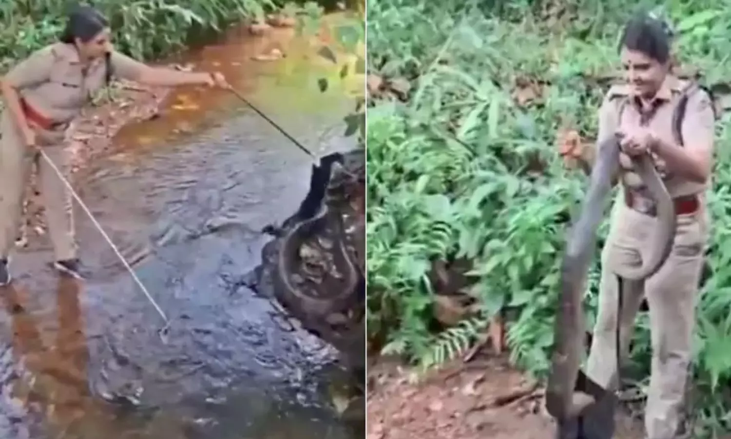 Kerala Lady Officer Catches King Cobra Viral Video 2025 Kerala Lady Officer Catches King Cobra Viral Video 2025