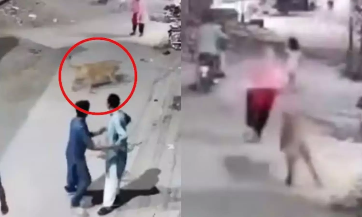 Lion Escapes and Attacks Woman with Her Two Children in Pakistan Lion Escapes and Attacks Woman with Her Two Children in Pakistan