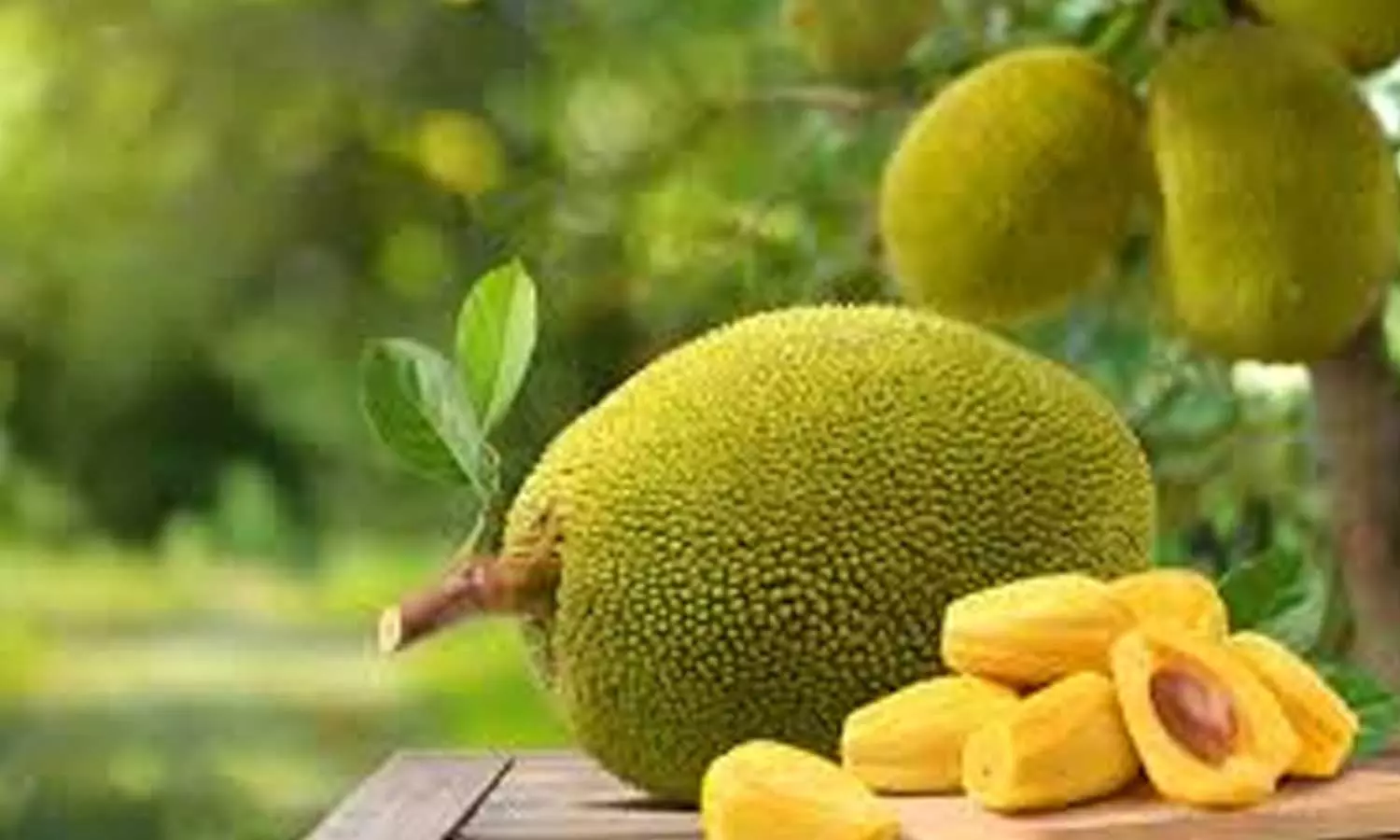 Jackfruit Jackfruit
