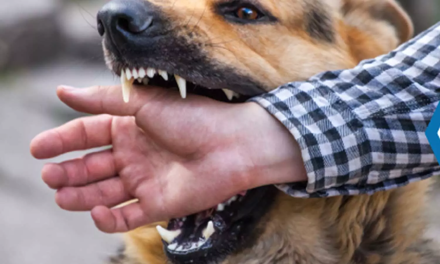 Dog Bite Dog Bite