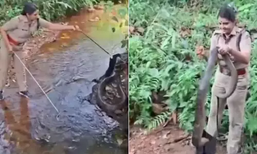 Kerala Lady Officer Catches King Cobra Viral Video 2025 Kerala Lady Officer Catches King Cobra Viral Video 2025