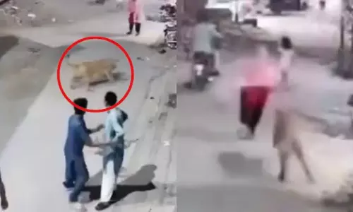 Lion Escapes and Attacks Woman with Her Two Children in Pakistan Lion Escapes and Attacks Woman with Her Two Children in Pakistan