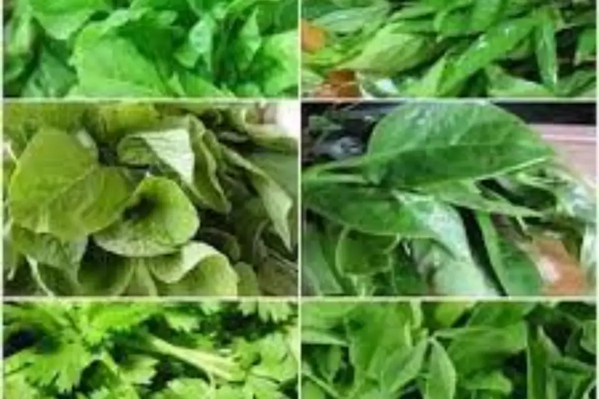 Monsoon Diet Alert: బీపీ, షుగర్ ఉన్నవారు ఈ ఆకుకూరలకు దూరంగా ఉండాలి! Monsoon Diet Alert: బీపీ, షుగర్ ఉన్నవారు ఈ ఆకుకూరలకు దూరంగా ఉండాలి!