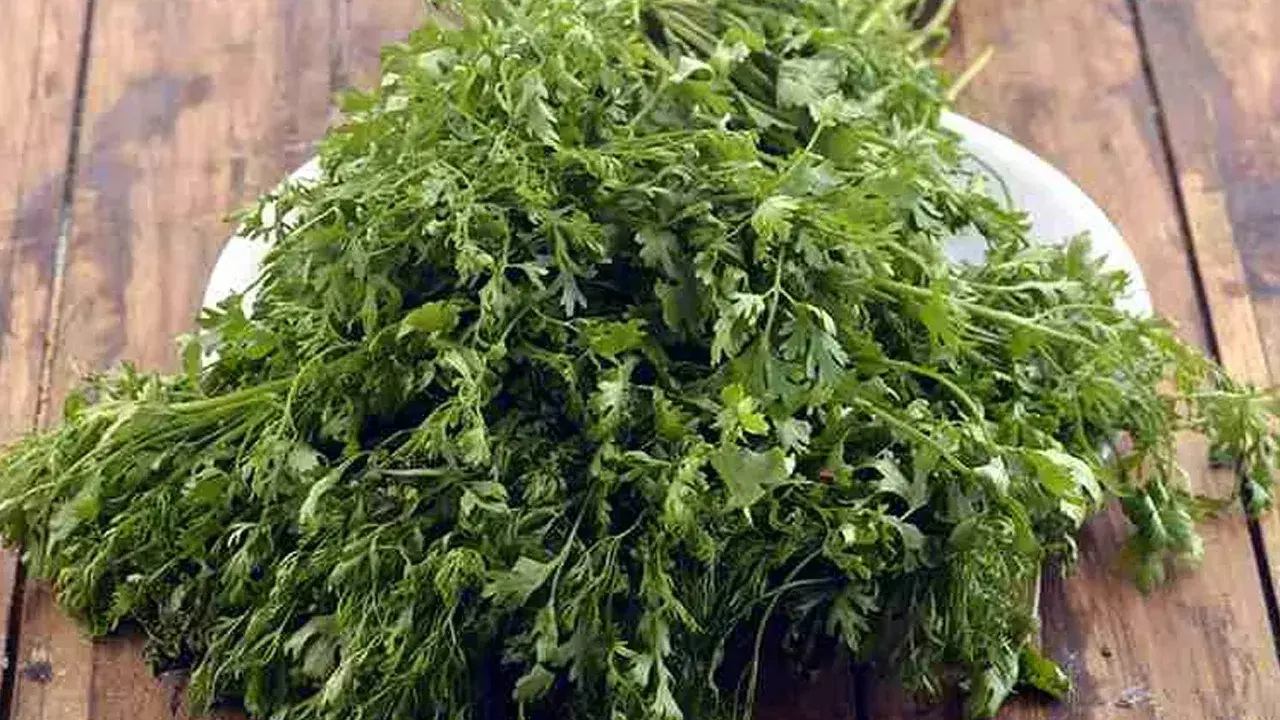 Coriander Leaves: శక్తివంతమైన కొత్తిమీర ఆకులు! ఇలా తింటే ఆరోగ్య సమస్యలు దూరం!