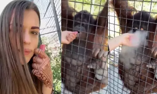 Woman Gives Cigarette to Chimpanzee Zoo Viral Video