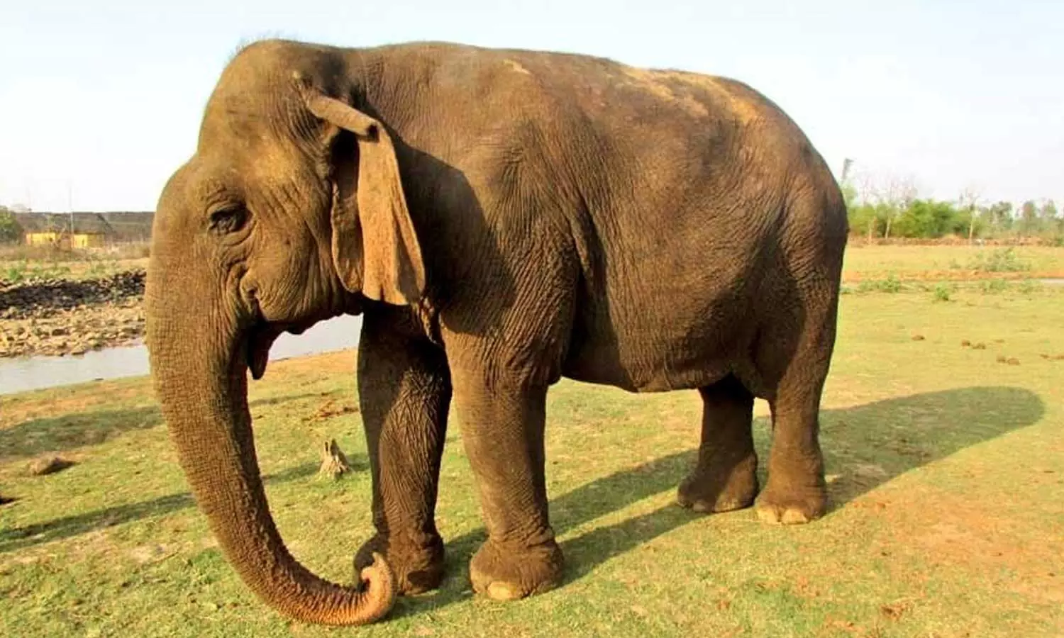 Oldest elephant Oldest elephant