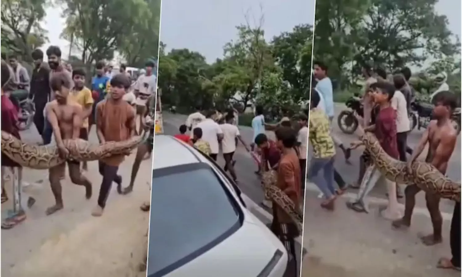 Viral Video: ఎవర్రా మీరంతా..? 15 అడుగుల భారీ కొండ చిలువను.. 3కి.మీ ఎలా మోసారు?