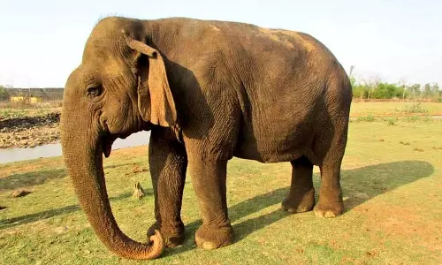 Oldest elephant Oldest elephant