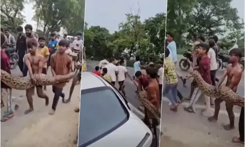 Viral Video: ఎవర్రా మీరంతా..? 15 అడుగుల భారీ కొండ చిలువను.. 3కి.మీ ఎలా మోసారు? Viral Video: ఎవర్రా మీరంతా..? 15 అడుగుల భారీ కొండ చిలువను.. 3కి.మీ ఎలా మోసారు?