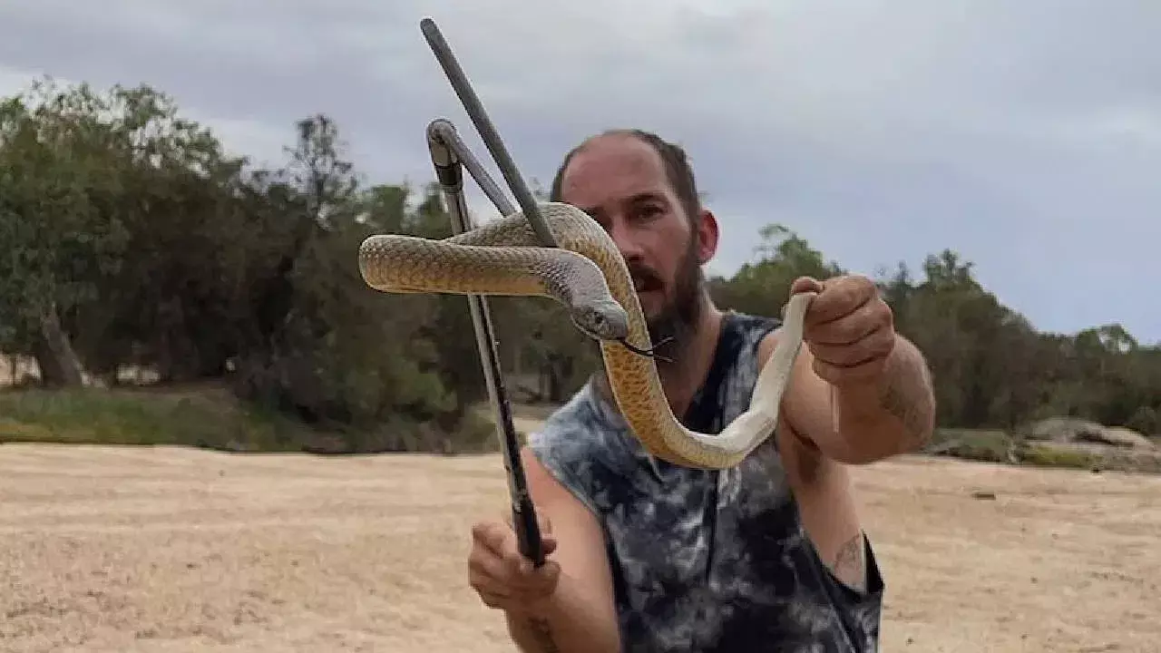 స్నేక్ క్యాచర్స్ పాముని తోక పట్టుకుంటారేమో అనిపించినా, దీని వెనుక బలమైన కారణాలే ఉన్నాయి.