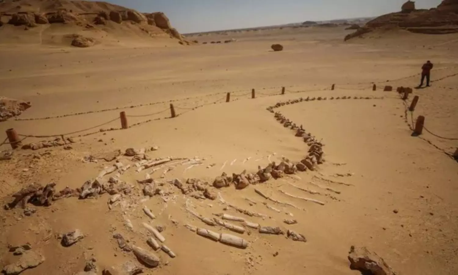 EGYPT: ఏంటి? ఒకప్పుడు భూమిపైన తిమింగలాలు తిరిగేవా? ఈజిప్ట్ తవ్వకాల్లో బయటపడ్డ తిమింగలం భారీ అస్తిపంజరం EGYPT: ఏంటి? ఒకప్పుడు భూమిపైన తిమింగలాలు తిరిగేవా? ఈజిప్ట్ తవ్వకాల్లో బయటపడ్డ తిమింగలం భారీ అస్తిపంజరం