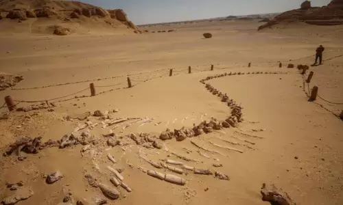 EGYPT: ఏంటి? ఒకప్పుడు భూమిపైన తిమింగలాలు తిరిగేవా? ఈజిప్ట్ తవ్వకాల్లో బయటపడ్డ తిమింగలం భారీ అస్తిపంజరం EGYPT: ఏంటి? ఒకప్పుడు భూమిపైన తిమింగలాలు తిరిగేవా? ఈజిప్ట్ తవ్వకాల్లో బయటపడ్డ తిమింగలం భారీ అస్తిపంజరం