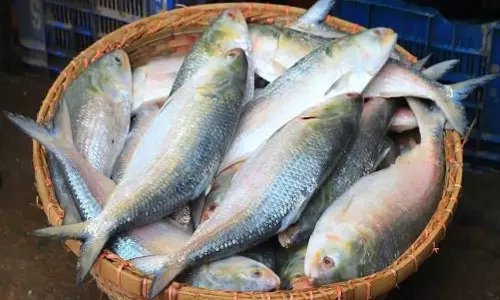 Pulasa Special Pulasa Special