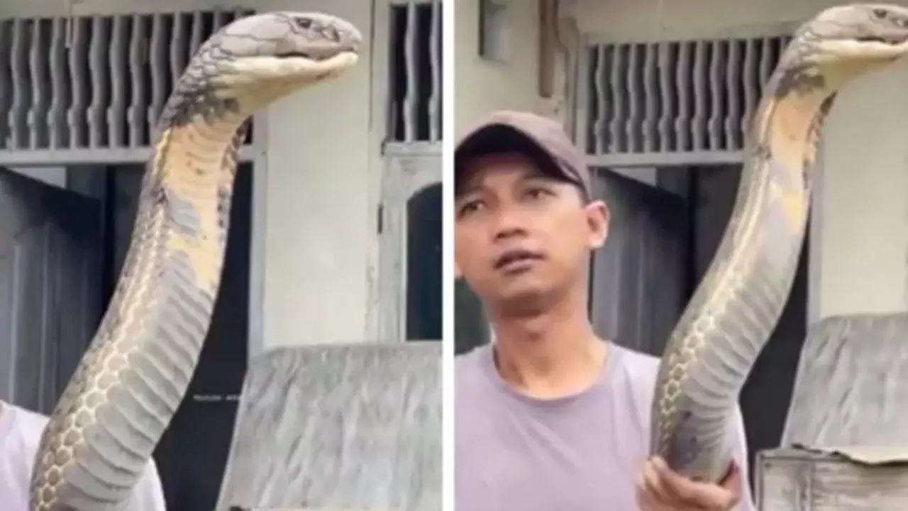 Viral Video: భారీ కింగ్ కోబ్రాను ఒంటి చేత్తో పట్టేశాడు..! Viral Video: భారీ కింగ్ కోబ్రాను ఒంటి చేత్తో పట్టేశాడు..!
