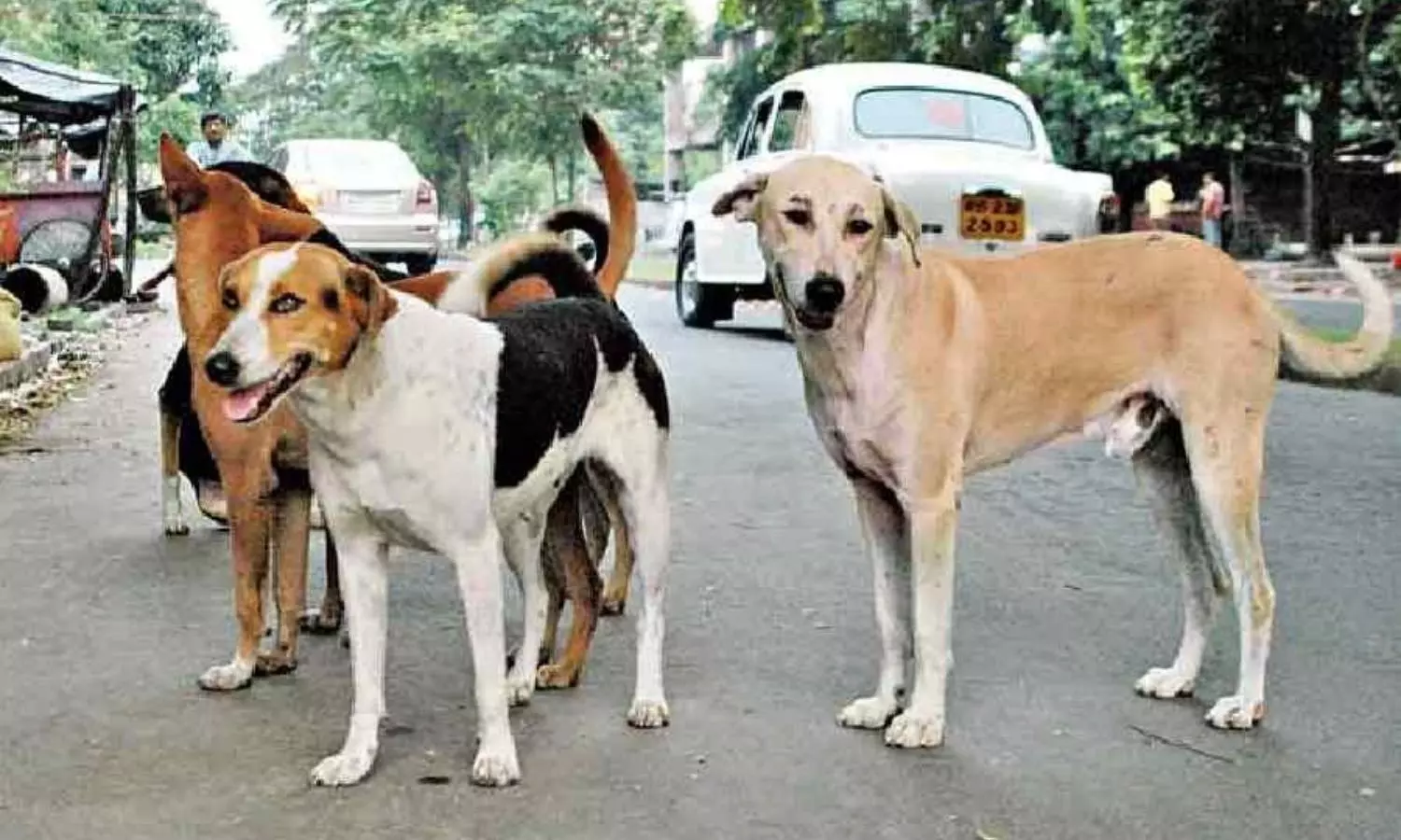 Bengaluru Civic Body Allocates ₹2.88 Crore for Chicken Rice Meals for Stray Dogs Bengaluru Civic Body Allocates ₹2.88 Crore for Chicken Rice Meals for Stray Dogs