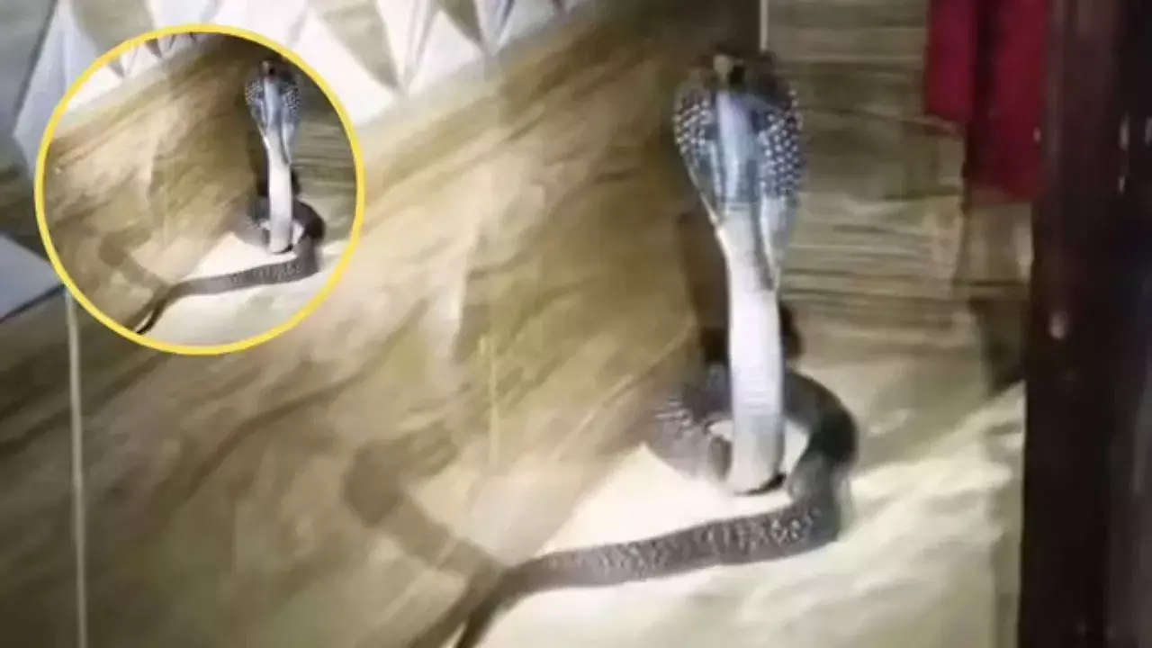 Viral Video: ఇంట్లో శబ్దం విన్న యజమాని తలుపు తెరిచితే.. ఎదురు చూసిన సీన్ షాకింగ్‌!