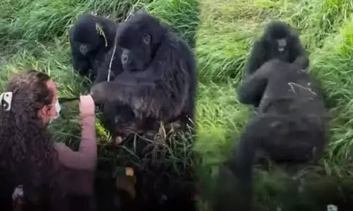 Viral Video: వేరే అమ్మాయిని టచ్ చేస్తే...నేను ఊరుకుంటానా? నెట్టింట గొరిల్లా వీడియో వైరల్