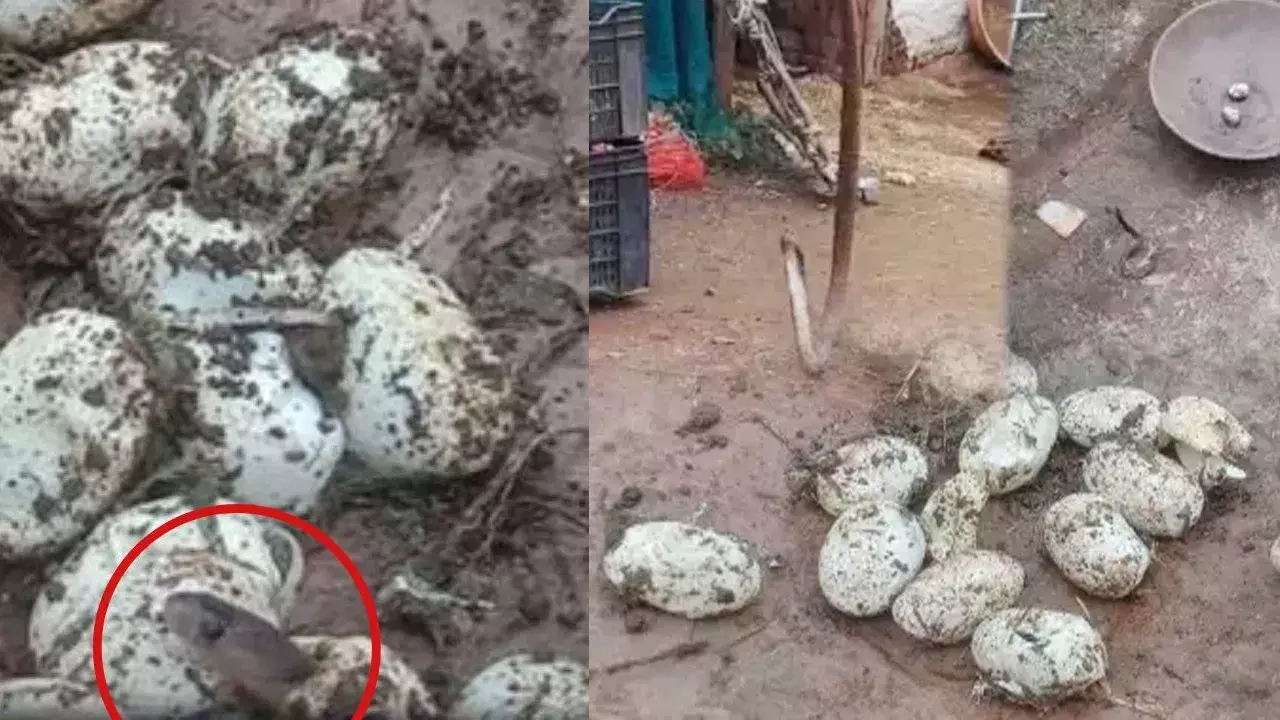 Viral Video: ఆ ఇంట్లో తాచుపాముల గూడు.. గుట్టలుగా పిల్ల పాములు, గుడ్లు.. వీడియో చూసి షాక్! Viral Video: ఆ ఇంట్లో తాచుపాముల గూడు.. గుట్టలుగా పిల్ల పాములు, గుడ్లు.. వీడియో చూసి షాక్!