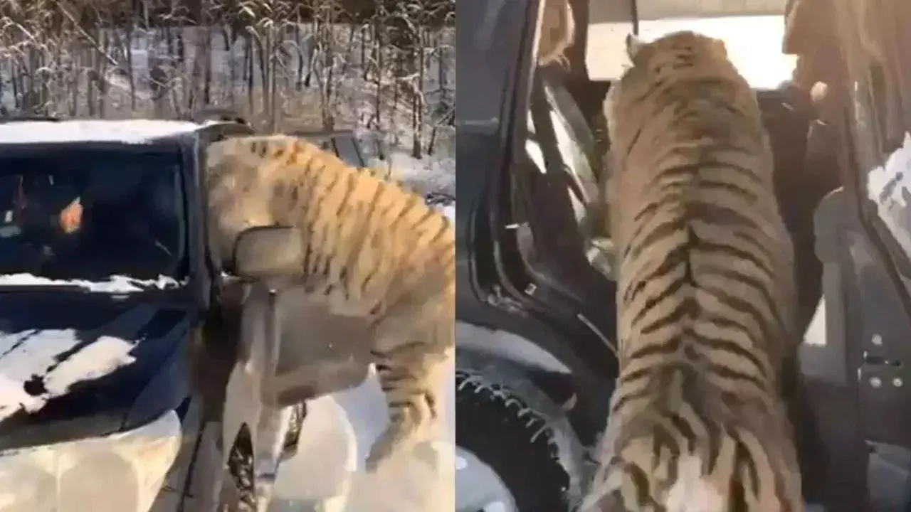 Viral Video: పులులతో షికారు? పులులను పిల్లిలా పెంచుకుంటున్న అతడి ధైర్యానికి నెటిజన్స్ షాక్!