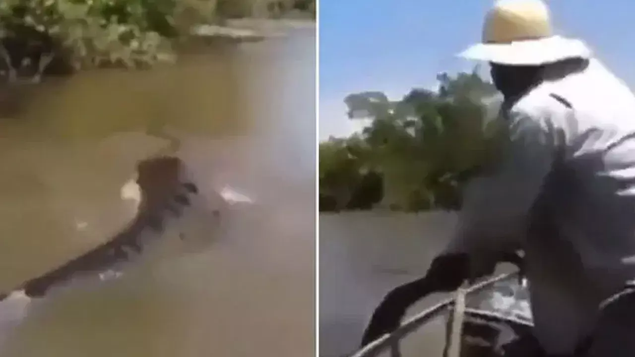 Viral Video: చేపలు పడుతుండగా పడవపైకి దూసుకొచ్చిన అనకొండ.. కానీ జాలర్ ఏమిచేశాడంటే? Viral Video: చేపలు పడుతుండగా పడవపైకి దూసుకొచ్చిన అనకొండ.. కానీ జాలర్ ఏమిచేశాడంటే?