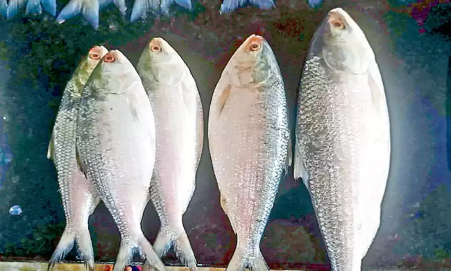 Pulasa Fish: భవిష్యత్తులో ఇక పులస చేప దొరకదా? ఒక్కో చేప రూ. లక్ష అవ్వనుందా?