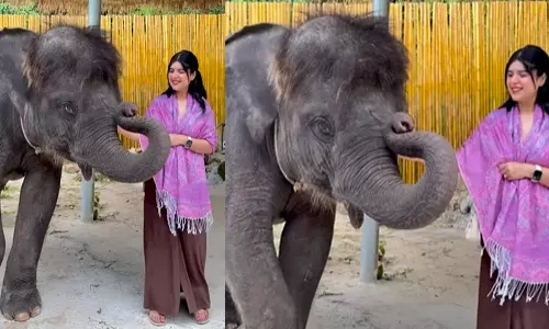 Viral Video Baby Elephants Adorable Kiss in Thailand Melts Hearts