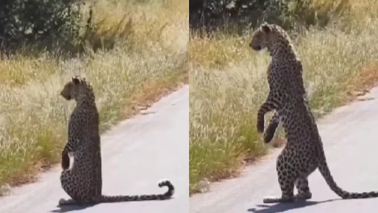 Viral Video: వామ్మో! మనిషిలా నడుస్తున్న చిరుతపులి – వీడియో చూస్తే షాక్ అవుతారు! Viral Video: వామ్మో! మనిషిలా నడుస్తున్న చిరుతపులి – వీడియో చూస్తే షాక్ అవుతారు!