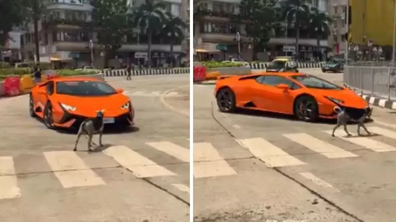 Viral Video: లంబోర్గినీకి అడ్డుగోడగా వీధి కుక్క.. కుక్క దాదాగిరి నెటిజన్స్‌కి ఫిదా!