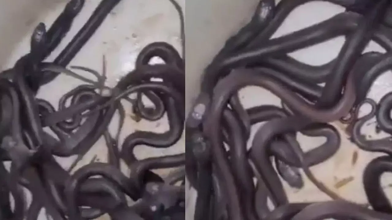Viral Video: పశువుల కొట్టం నుంచి ఏవో చప్పుళ్లు… చూసేసరికి రైతు షాక్!