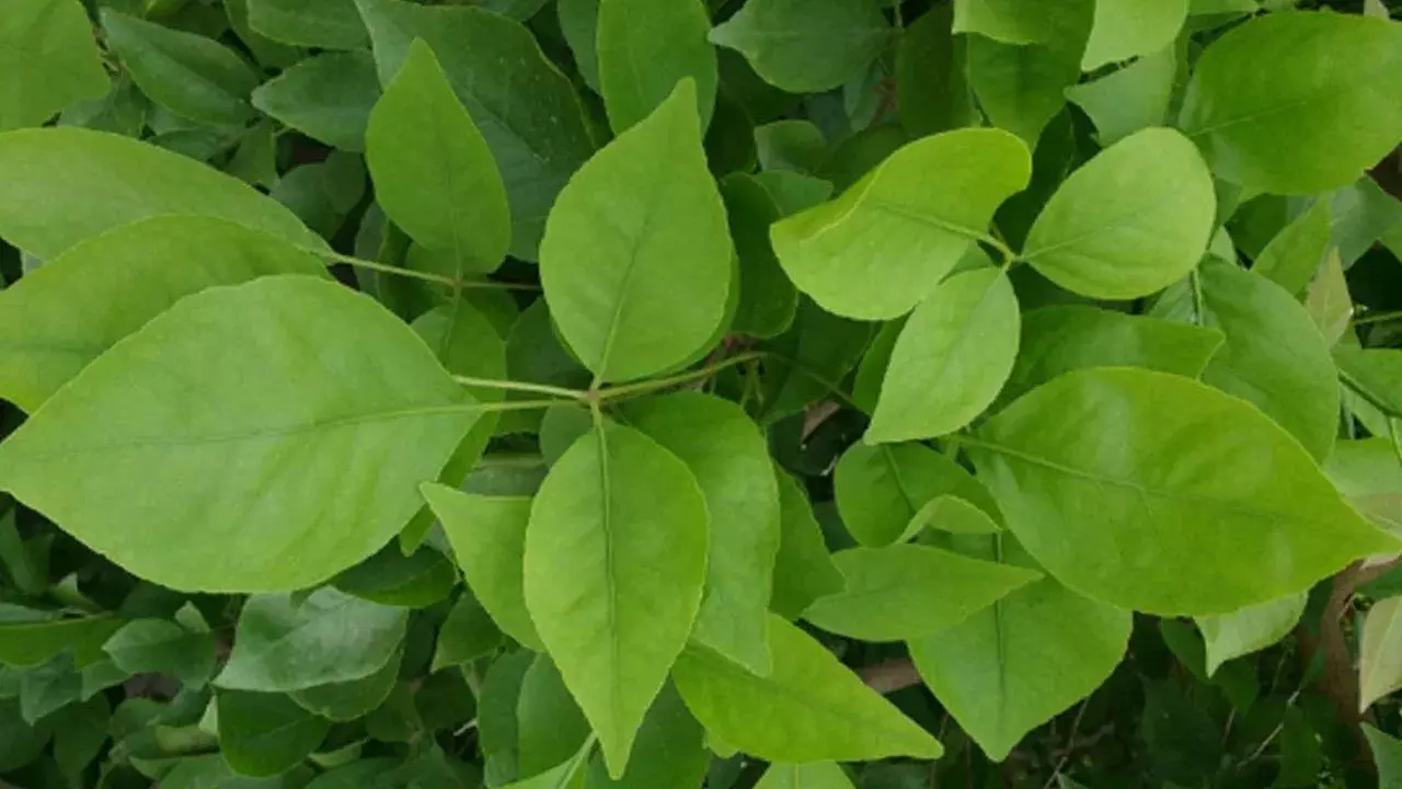 Sawan 2025: శ్రావణ మాసంలో ఈ మొక్కలు నాటితే మీరు కోటీశ్వరులు అవ్వడం ఖాయం..!