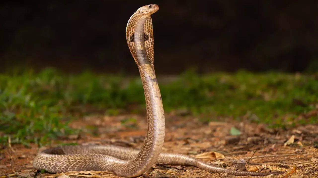 Monsoon Alert: వర్షాకాలంలో పాములు, పురుగుల నుంచి రక్షించుకునే గోల్డెన్ టిప్స్ Monsoon Alert: వర్షాకాలంలో పాములు, పురుగుల నుంచి రక్షించుకునే గోల్డెన్ టిప్స్