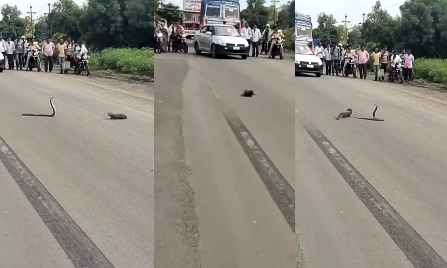 Mongoose vs Cobra Viral video Mongoose vs Cobra Viral video