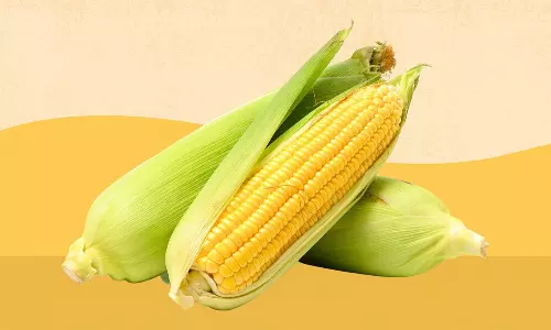 Health Benefits of Sweet Corn Nutrition Uses and Tips Health Benefits of Sweet Corn Nutrition Uses and Tips