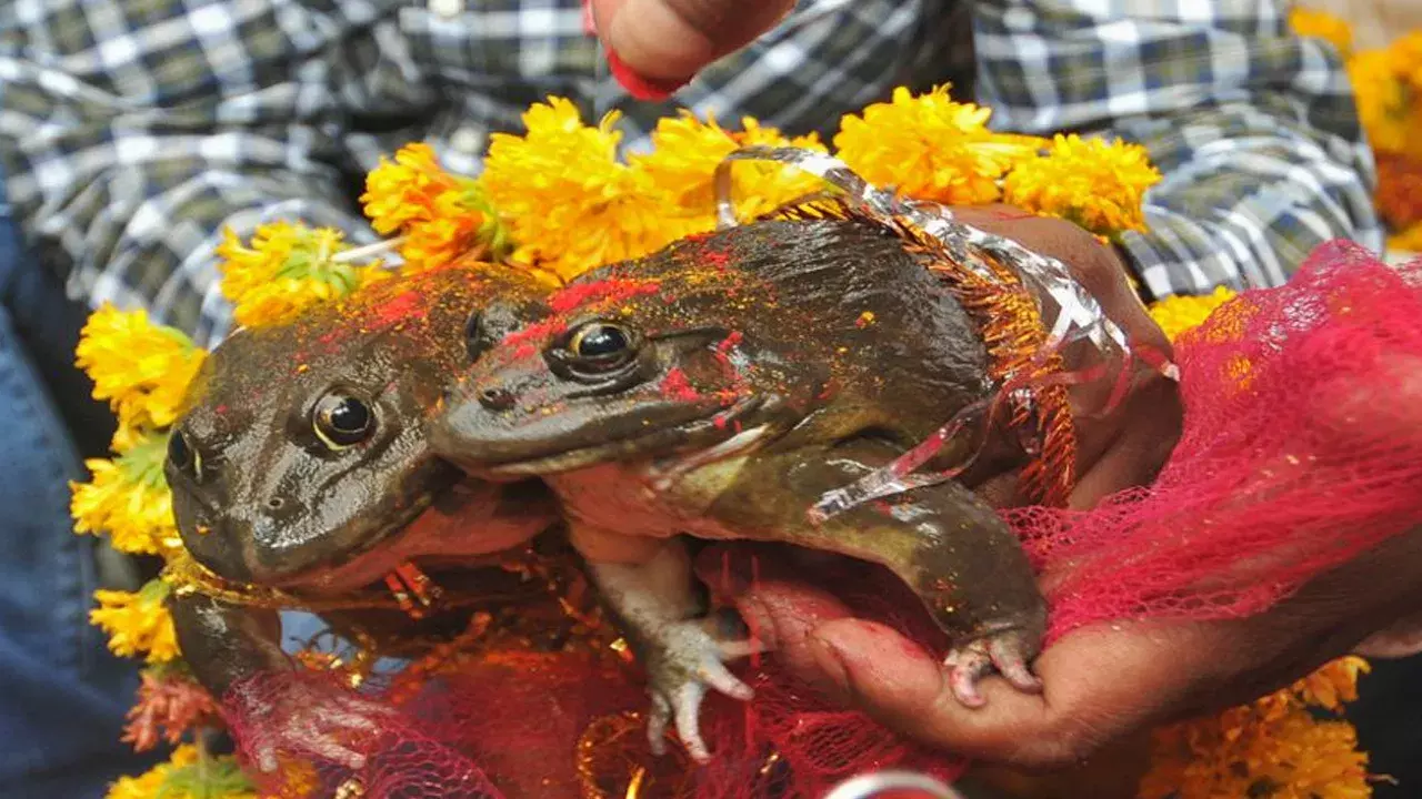 వెరైటీ పూజలు.. వానల కోసం వింత ఆచారం.. ఆ రాత్రికే కుండపోత వర్షం వెరైటీ పూజలు.. వానల కోసం వింత ఆచారం.. ఆ రాత్రికే కుండపోత వర్షం