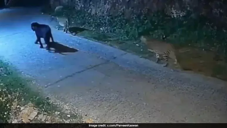 Black leapord: తమిళనాడులో జంగల్ బుక్లోని ‘భగీరా’లాంటి అరుదైన నల్లచిరుత.. Black leapord: తమిళనాడులో జంగల్ బుక్లోని ‘భగీరా’లాంటి అరుదైన నల్లచిరుత..