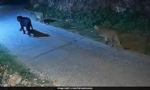 Black leapord: తమిళనాడులో జంగల్ బుక్లోని ‘భగీరా’లాంటి అరుదైన నల్లచిరుత.. Black leapord: తమిళనాడులో జంగల్ బుక్లోని ‘భగీరా’లాంటి అరుదైన నల్లచిరుత..