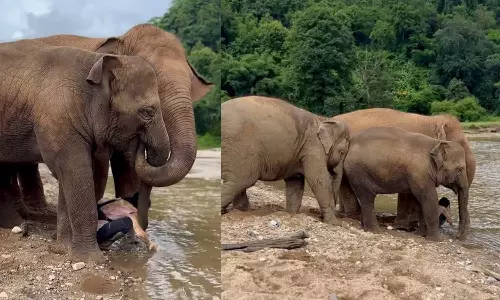 Viral Video Viral Video